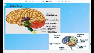 NeurophysiologyII lecture 1 Control movement, posture and motor functions part 1