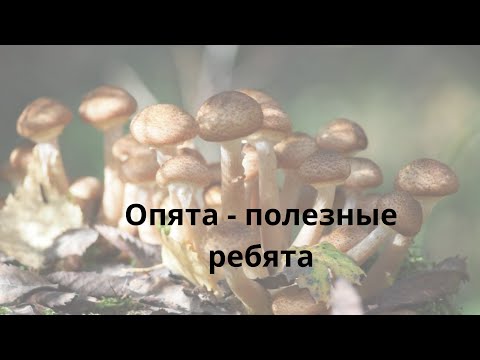 Свежесобранные. Польза опят.