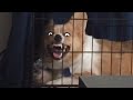 Try Not To Laugh | Funny Pet Video Compilation 2020 | The Pet Collective