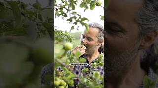 FORAGING WILD APPLES For Cider #foraging #harvest