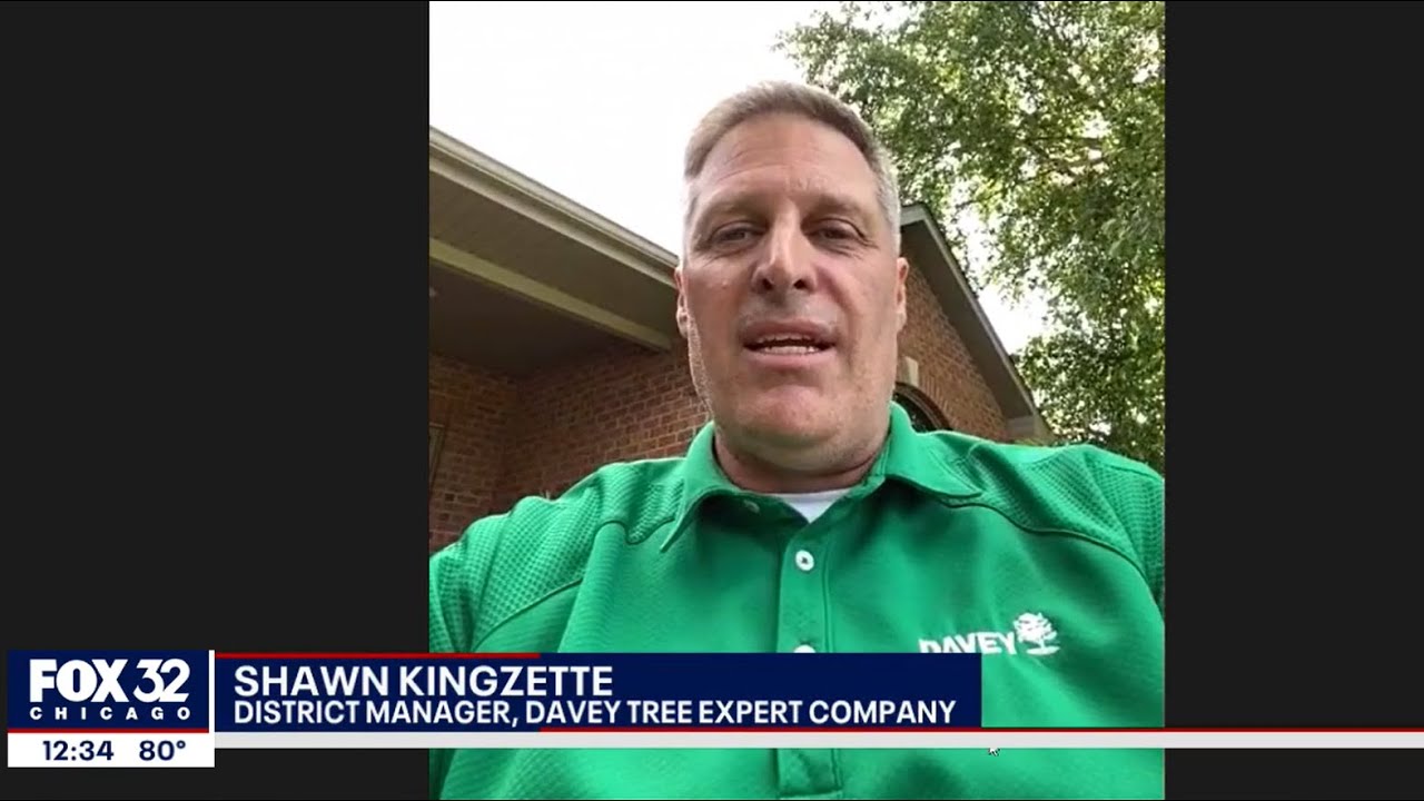 Does Japanese Maple Wreak Havoc? Expert Analysis.