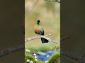 Yes, this beautiful bird you see is the national bird of the Kingdom of Eswatini