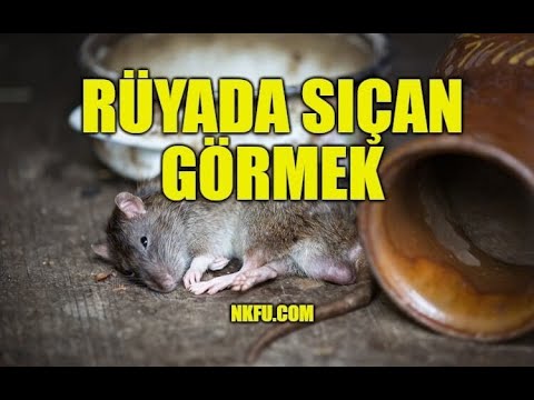 Rüyada Sıçan Görmek