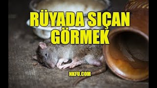 Rüyada Sıçan Görmek Ne Anlama Gelir? Sıçan Öldürmek, Isırması Nedir?