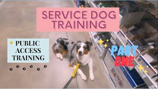 Service Dog Training Vlog: Public Access Training Pt. 1: down stays, heel | Australian Shepherd