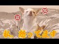 ブチギレ穴掘り職人さん