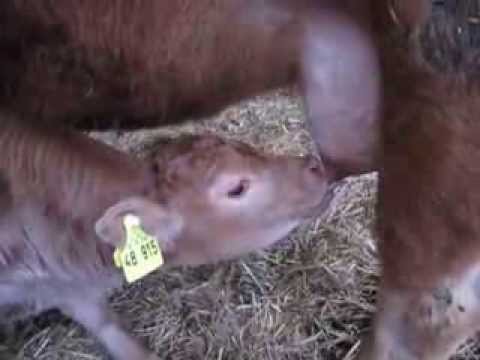 sweet little cow drinks milk from the udder youtube