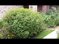 Milkweed Garden with Monarch Butterflies and Hummingbirds in Texas