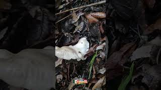En busca de Hongos #hongoscomestibles