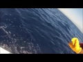 2016 Los Cabos Billfish Tournament | Team La Brisa | Striped Marlin