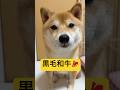 美味しすぎてお辞儀が止まらない🤣#柴犬 #豆柴 #shibainu #犬 #犬のいる暮らし #shorts