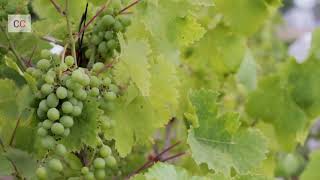 Grapes Fruit Creative Commons Copyright Free Video #CC #creativecommons #copyrightfree #royaltyfree