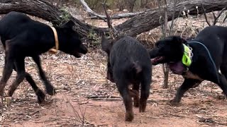 Training two Kelpie/Whippet pups to hunt wild pigs in Australia. The journey begins! by South2North Hunting 2,354 views 4 months ago 2 minutes, 49 seconds