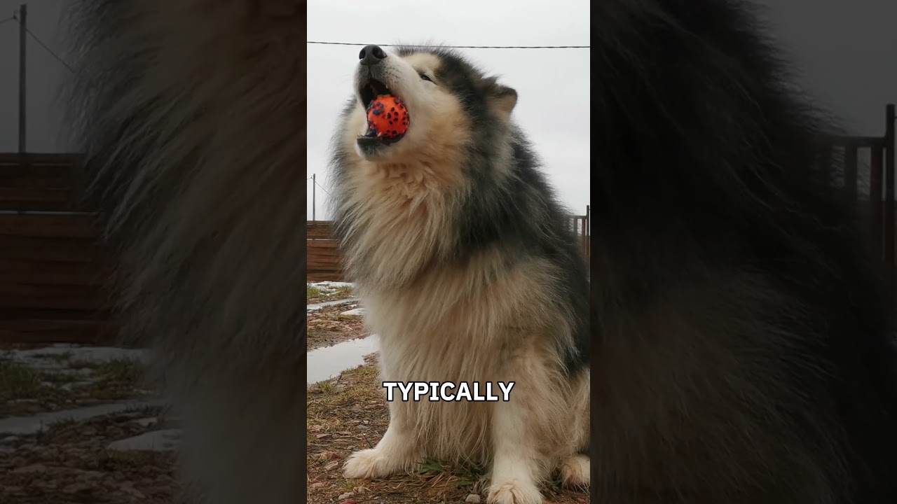 Siberian Huskies vs Alaskan Malamutes: Spotting the Differences Between These Arctic Dogs 🐕