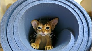 Abyssinian Cat Breed. A description of personality with pictures