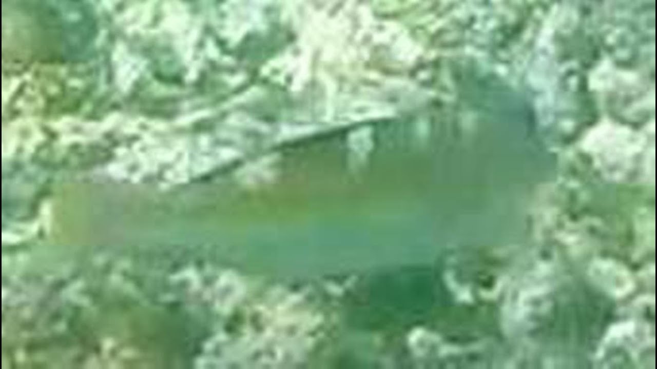 Unidentified Wrasse Like Fish - Snorkeling Aventuras Bay Mexico - 4/8/15