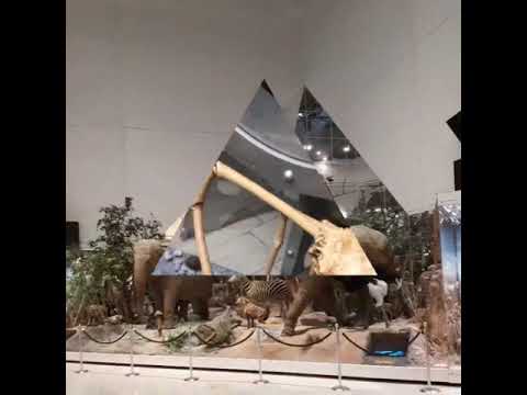 Video: Darwin-museet i Moskva. Darwin-museet, Moskva - adresse