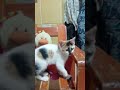 new kitten 😘😊😺🥳😙😚 #cat