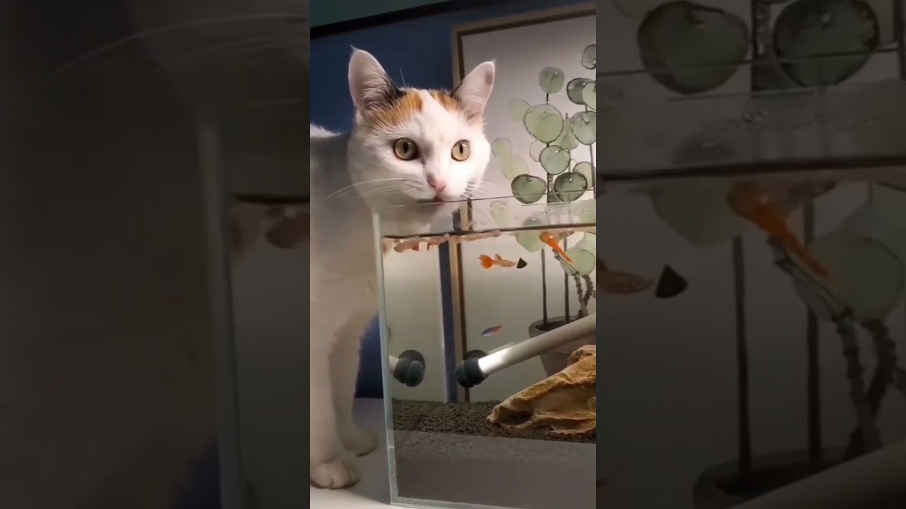 Cat mast voice 😆🤣