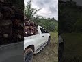 setelah di muat langsung kita bawa ke pabrik