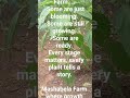 Mashabela Farm, from flower to harvest