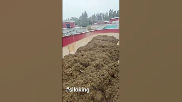Feeding TMR Siloking 
