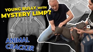 INJURED BULLY - VETS CAN'T DECIDE WHAT'S WRONG!! 😱 [EMERGENCY SESSION]