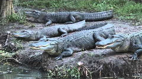 The Everglades Trailer *1