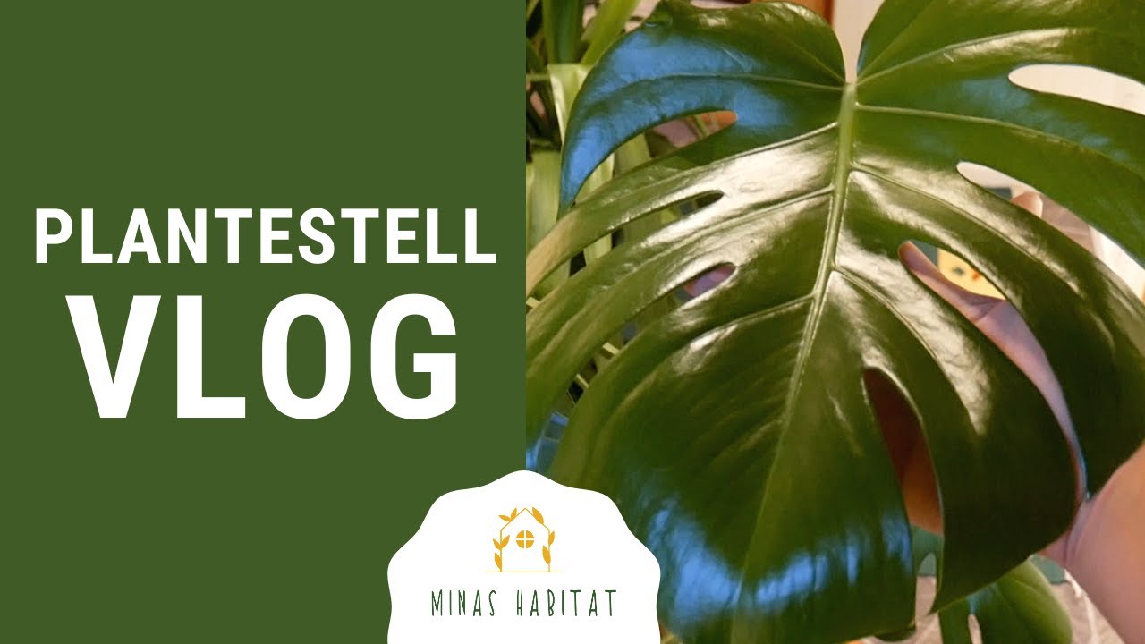 Plantestell VLOG | Stiklinger, ompotting, jordblanding og neemolje