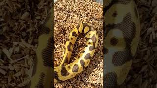 Leo Enchi FireFly 50% het DG! #animal #ballpython #pet #reptile #ballpythonsnake #python #snake