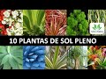 10 PLANTAS DE SOL PLENO- aprenda a cultivar lindas plantas no sol!