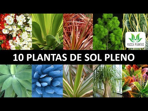 10 PLANTAS DE SOL PLENO- aprenda a cultivar lindas plantas no sol! - thptnganamst.edu.vn