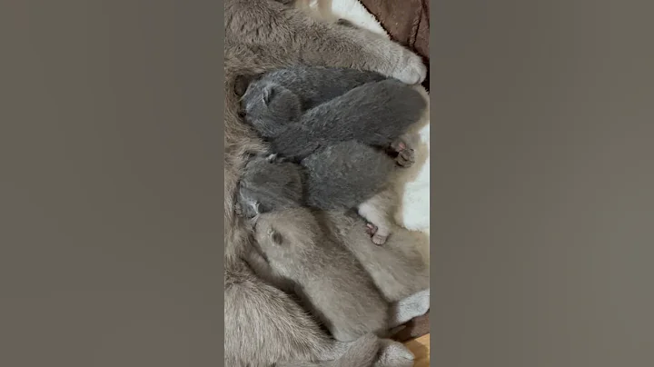 Video 2423601: britishshorthair catlife catlover kitten, cats britishshorthair catlife catlover, cat kitten britishshorthair kitty, britishshorthair kitten love cat, catlover kitten british, british red kitten