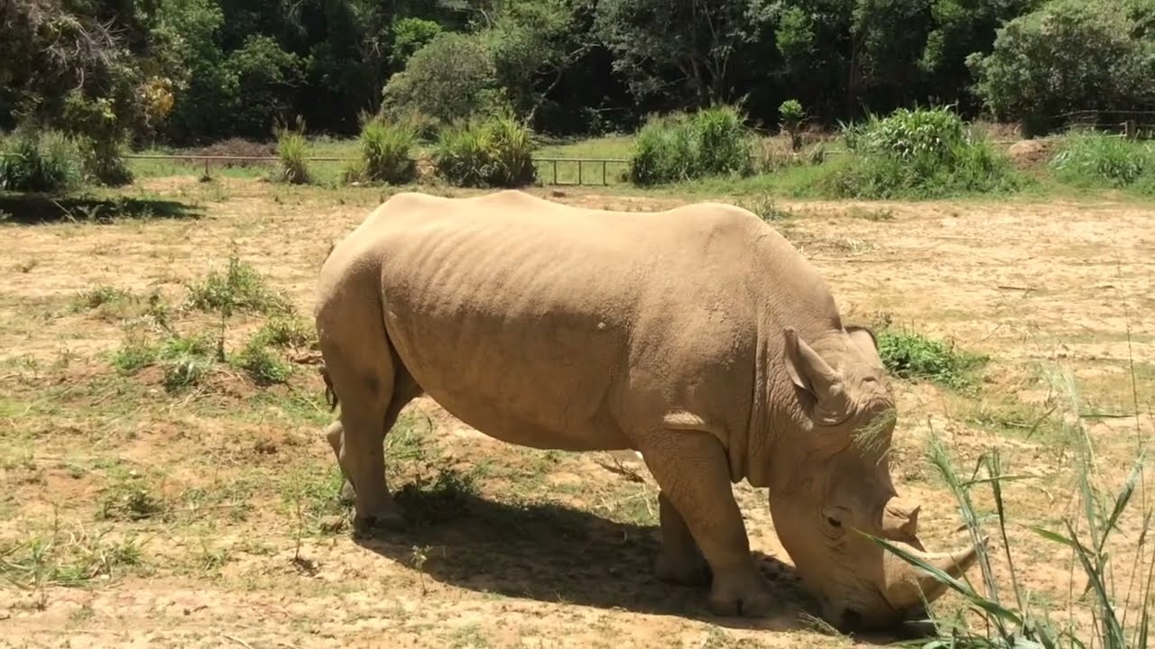 Rhinocerous eating grass | Big Rhino grazing