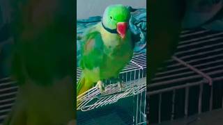 indian ringneck parrot #talkingparot #ytviral #birds #parrot #petbird