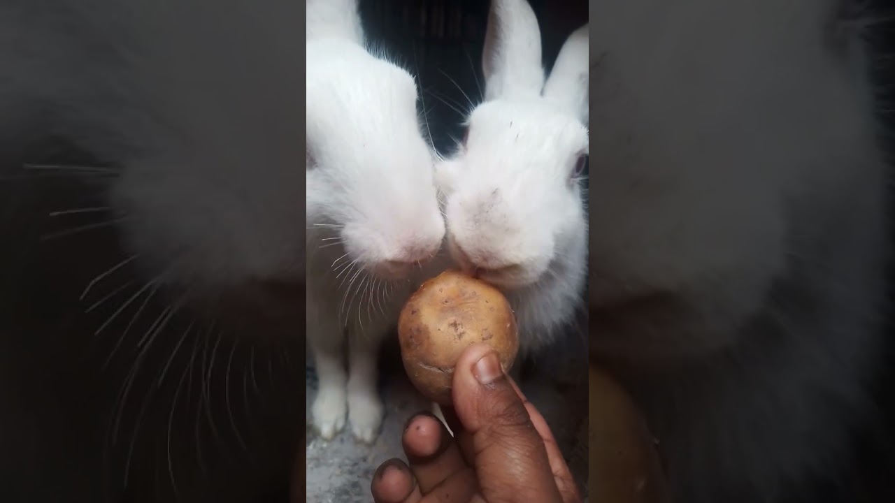 তোমাদের মা বাবা কেমন আছে কমেনটে বলো