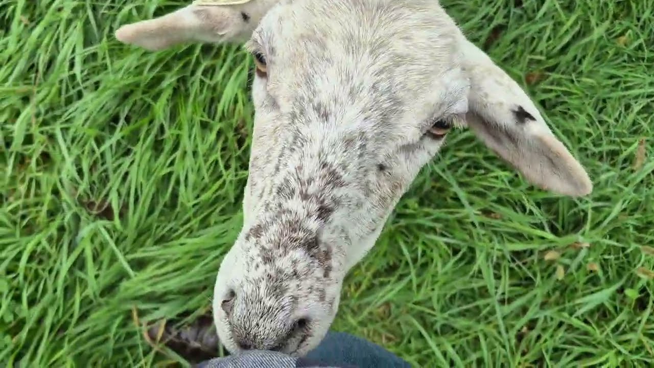Fall Sheep Update - Culled the Flock