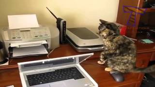 Cats vs printers   Funny and cute cat compilation