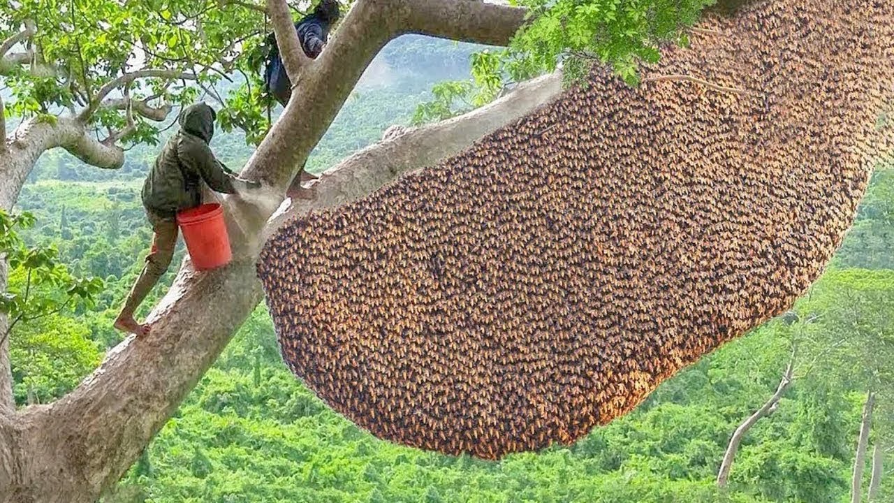 🐝 How Farmers Raise and Harvest Royal Jelly | Food Factory