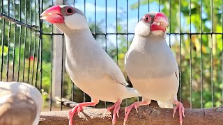 In the sunny day java sparrows are so enjoy singing. They can make magic sound. Java sparrows sound.