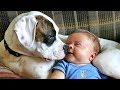 Adorable Babies Playing With Dogs Compilation