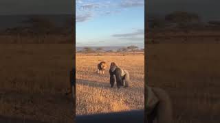 "Walking Through Sand Dunes - Desert Adventure Journey | Quick Nature Clip"