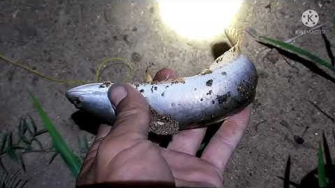 cắm câu cá lóc dính luôn cặp rắn , và con ếch chưa tới số. ngọc hùng fishing