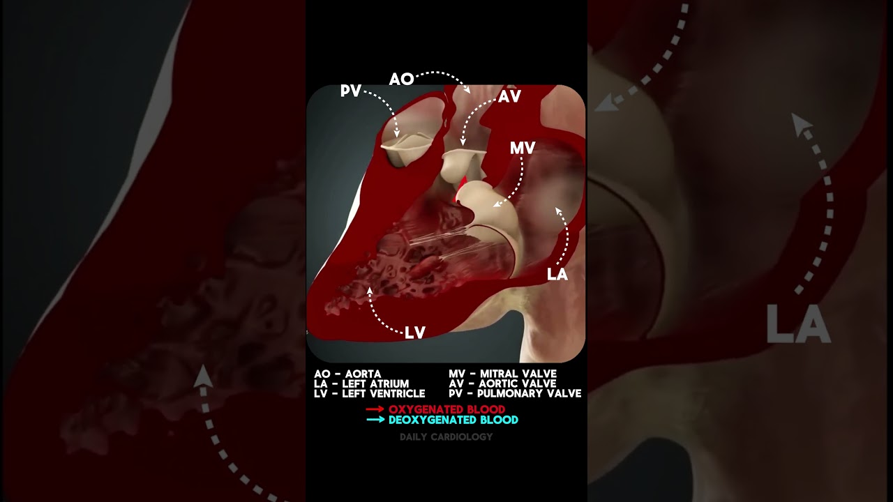 Heart valves & chambers 