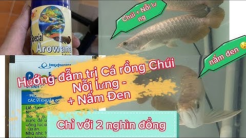 Hướng dẫn trị cá rồng bị Chúi nỗi lưng + nấm đen cực dễ, hiệu quả cao tiết kiệm chi phí #cárồng #cá