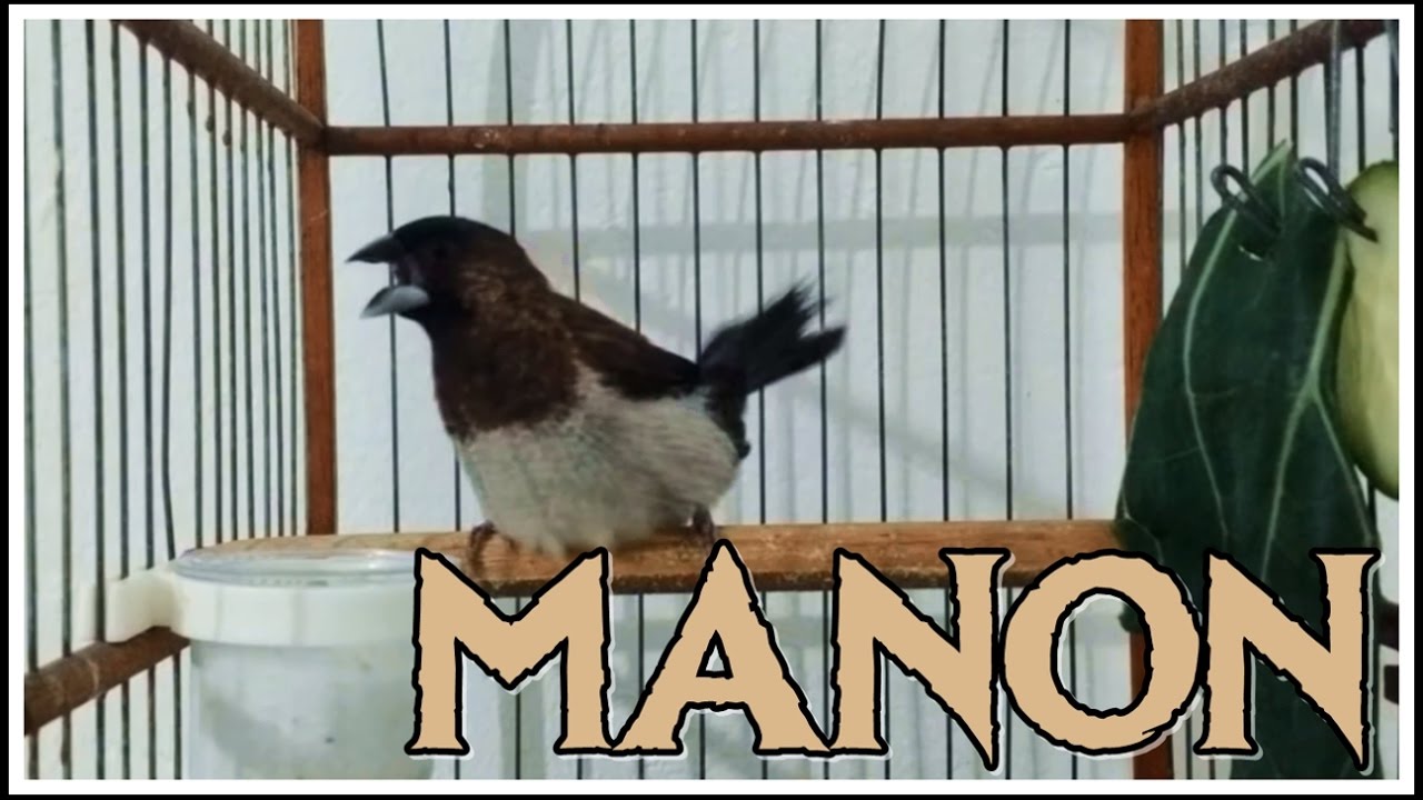 Manon cantando novo integrante da família!