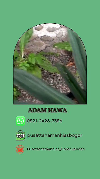 HARGA BERSAHABAT, Adam Hawa endah flora Garden Bogor, WA 0821-2426-7386