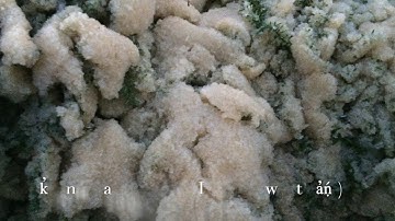 h̓a̓ṇ́t - herring eggs (on hemlock branches)