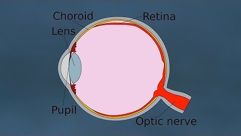 EyeBall Safety | Total Solar Eclipse | Exploratorium