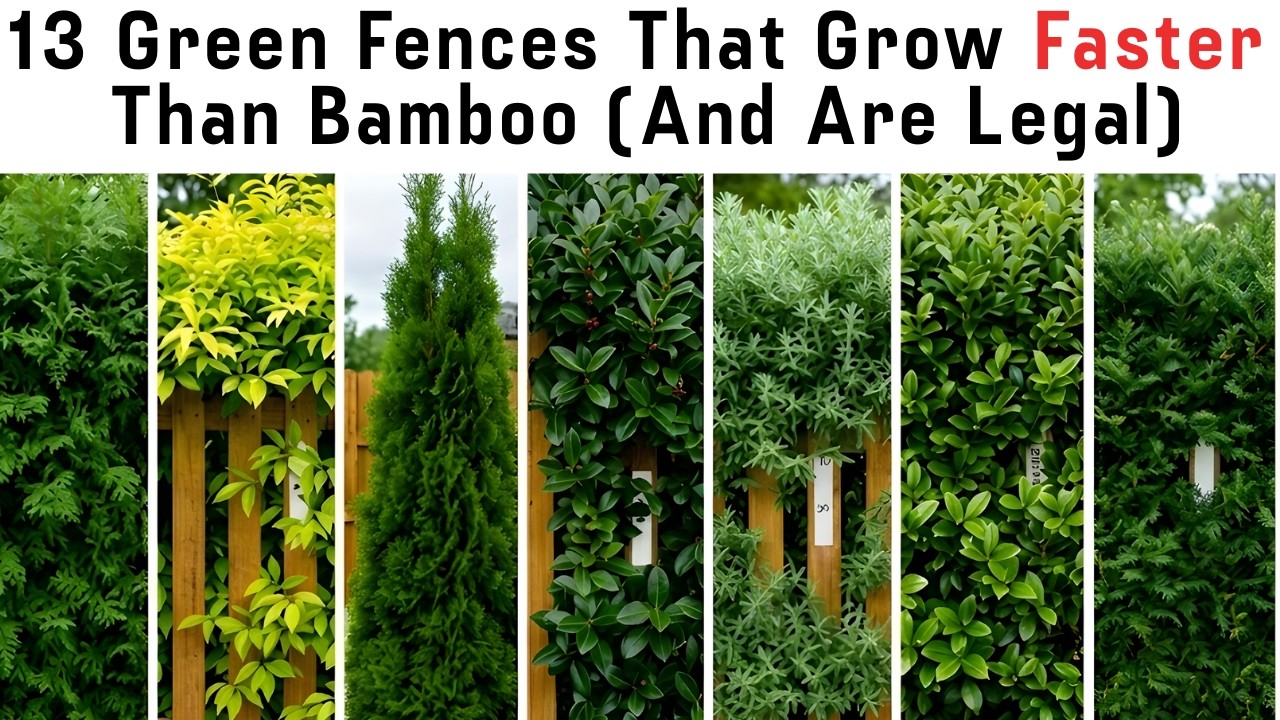13 Green Fences That Grow Faster Than Bamboo (And Are Legal)